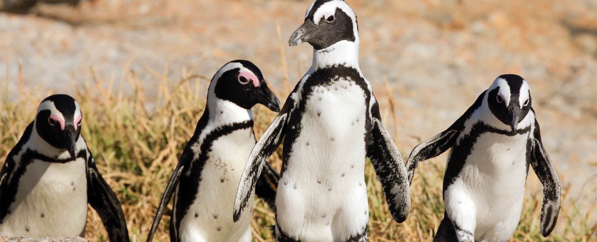 African Penguins: Reversing A Negative Impact