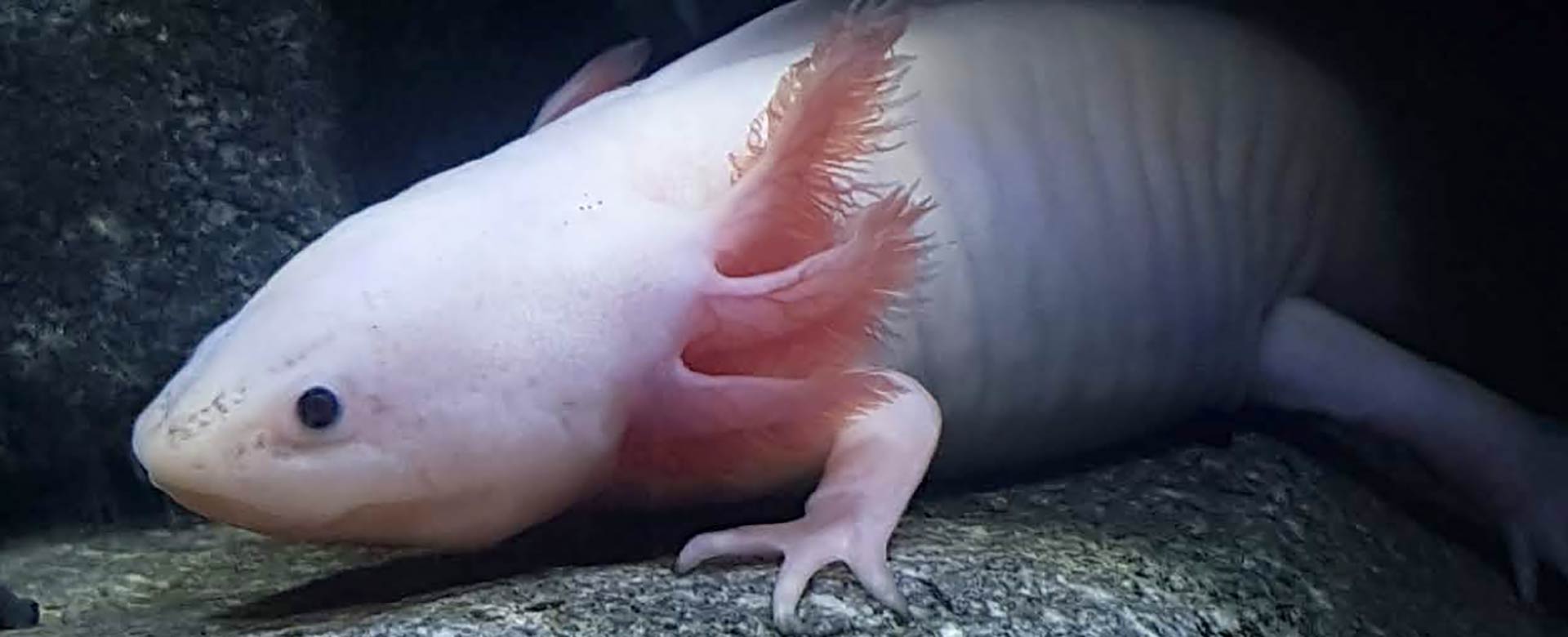 axolotl the disappearing water monster photo