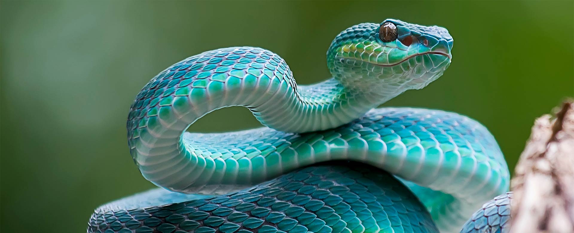 Snakes: Nature’s Misunderstood Heroes photo