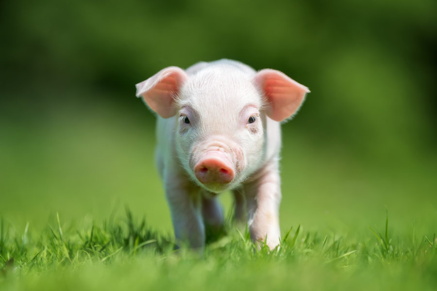 newborn piglet on spring green grass JP63VHZ
