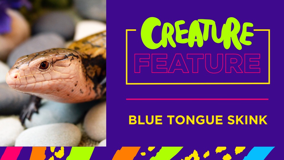 Blue Tongued Skink