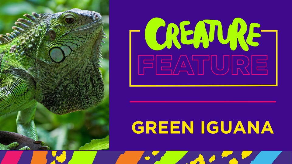 YoutubeCreaturefeature Iguana
