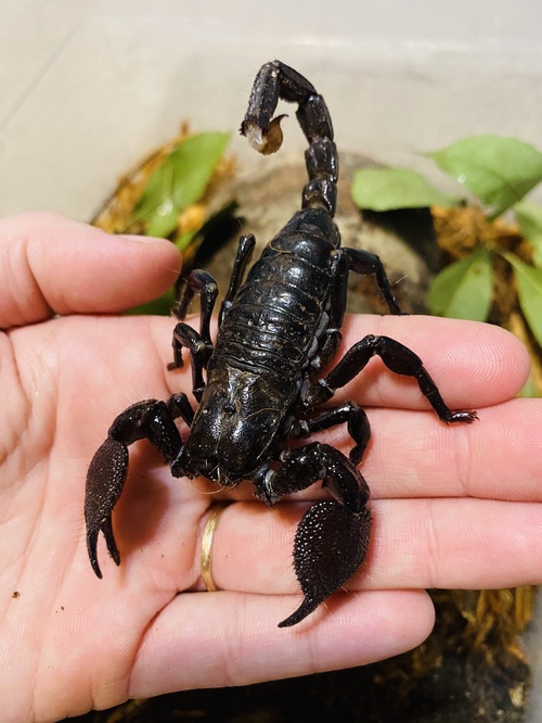 Emperor Scorpion - Once in a Wild