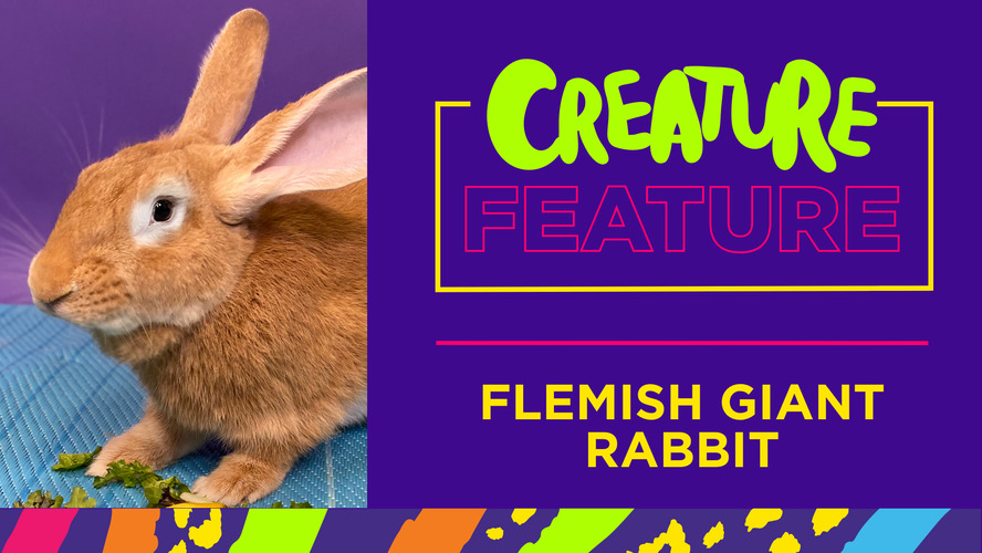 YoutubeCreaturefeature rabbit