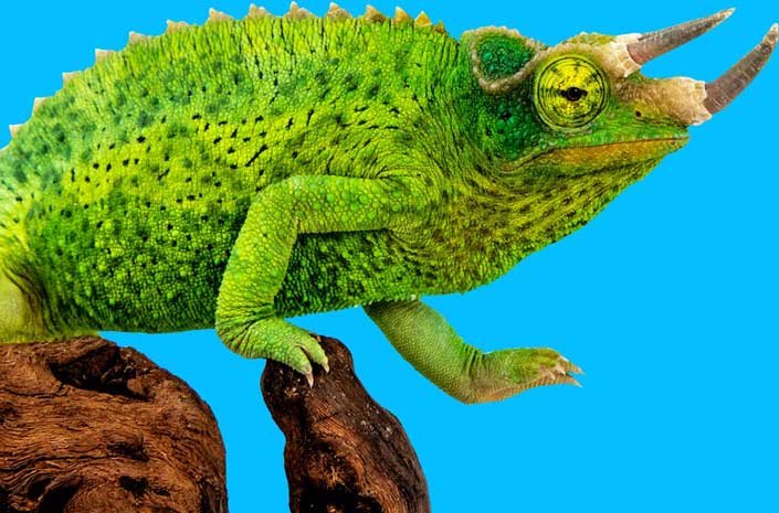 live-exotic-party-animal-chameleon